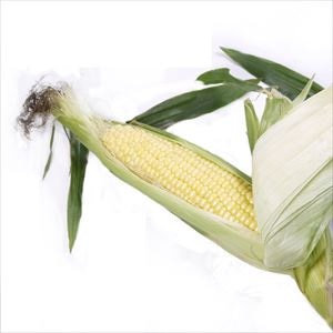 【青果】<箱出荷>とうもろこし L〜2L 約5Kg (国産)