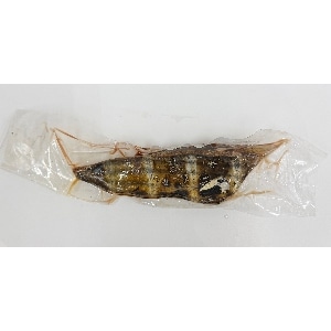【業務用・食材】高知県産かつお藁焼きたたき 1pc