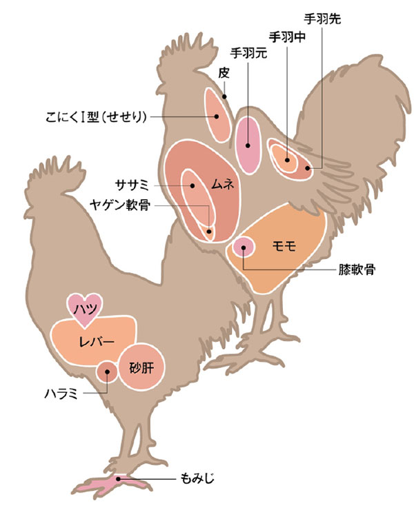 chicken_鳥肉の部位