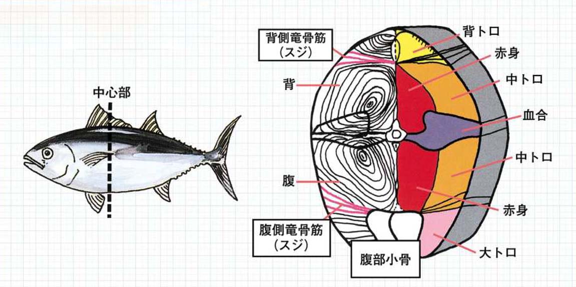 �܂���̒f�ʐ}