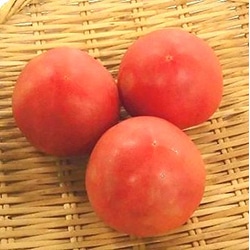 【青果】小玉トマト（Ｓサイズ）１個　（国産）