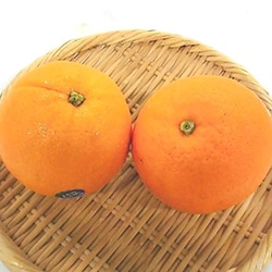【青果】大粒オレンジ　１個　（輸入）