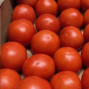 【青果】輸入トマト　Ｍ　１個