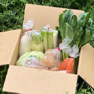 【青果】おまかせ野菜９品ロコベジボックス