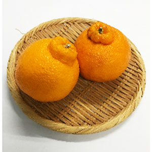 �y�ʁz�f�R�|���@�P�@�i���Y�j