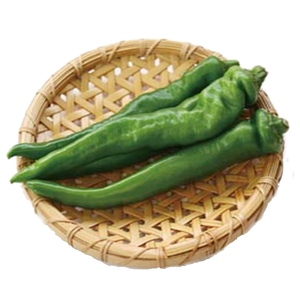 【青果】万願寺唐辛子　約１００ｇ　（国産）