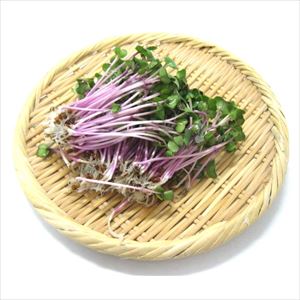 【青果】ベニーナ　紫カイワレ　１パック　（国産）
