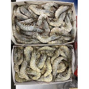 エクアドル産有頭バナメイ海老３０／４０　２．０ｋｇ