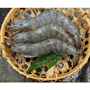 yƖpEHށz_̊CV@LoiCCV@hpe@RO^SO@PDO