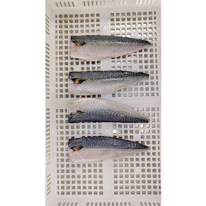 まさばフィーレ（加熱用）　４０尾　５ｋｇ