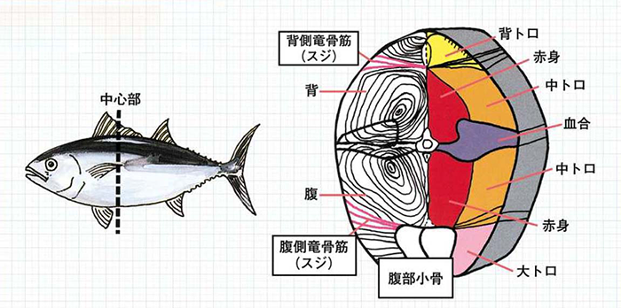 まぐろの断面図